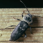 insecte capricorne xylophage