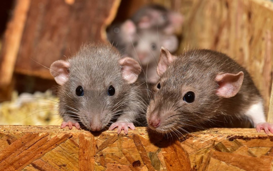petite souris salon de provence