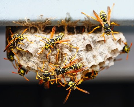 nid de guepes
