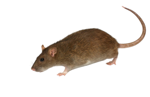 deratisation rats deratisation manosque