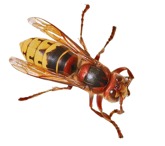 frelon europeen destruction frelon manosque