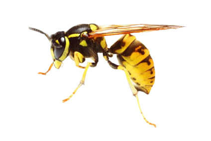 guepes destruction nids de guepes