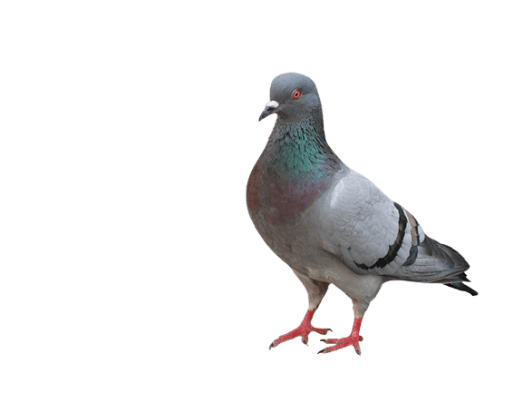 Pigeontrans dépigeonnage